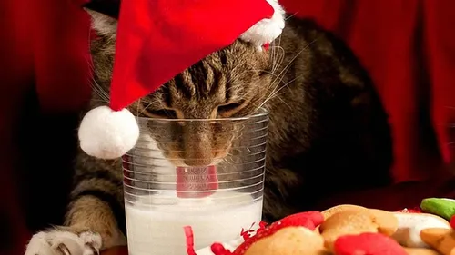 Strasbourg : le Noël des animaux à la SPA 